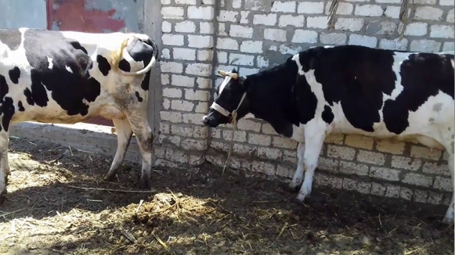 داعش له‌ نوێترین تاكتیكدا به‌ چێڵی مینڕێژكراو هێرشه‌كانی ئه‌نجامده‌دات